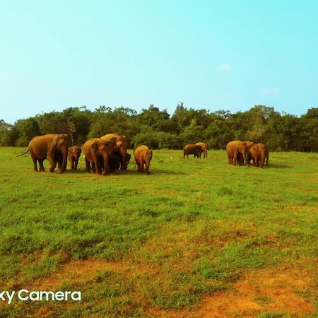 Minneriya Jeep Safari Habarana Exterior photo
