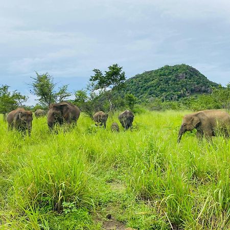 Minneriya Jeep Safari Habarana Exterior photo